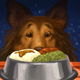 Illustration for article titled What happened when I made meals from a cookbook for dogs